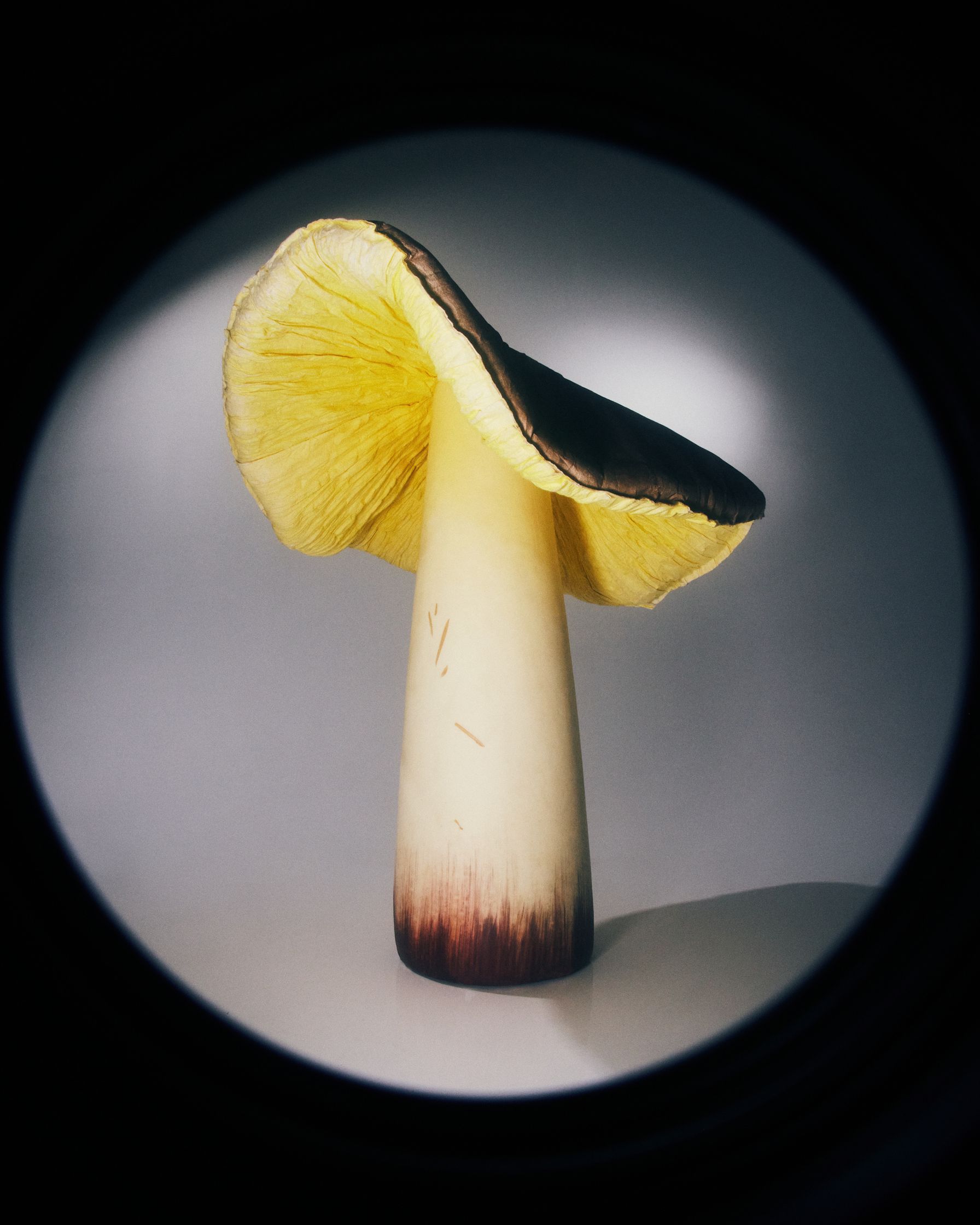 an image of a mushroom through a lens