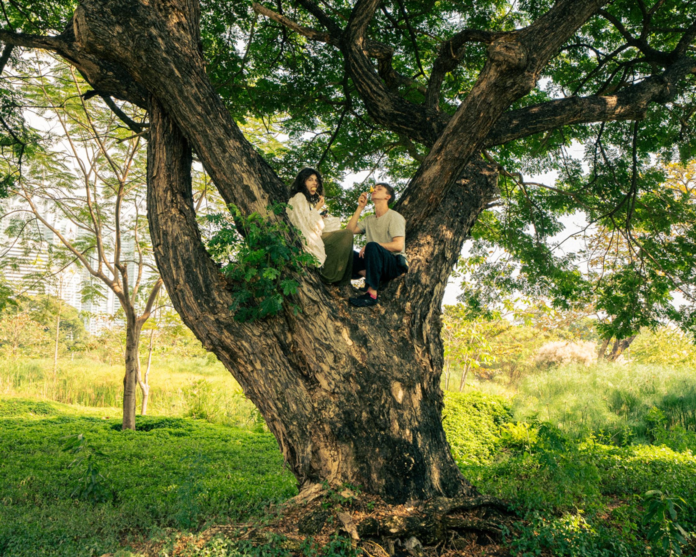A poignant, documentary-style image of a couple perched in a large tree in a Bangkok park, sharing fresh fruit. Finding a moment of quiet connection amidst the cityscape.