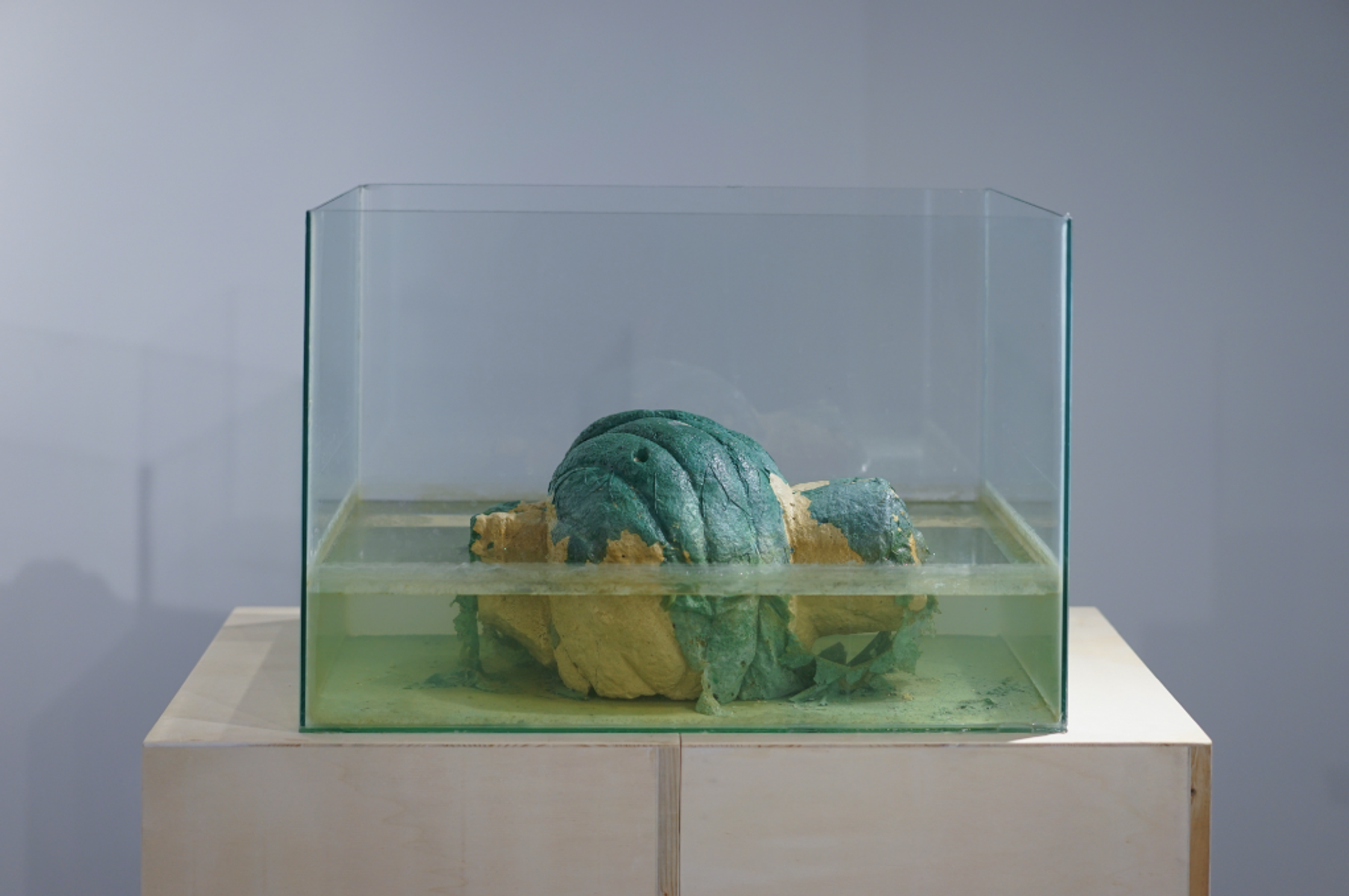 A green and yellow organic sculpture submerges in a glass tank filled with murky water, resting on a white wooden pedestal.