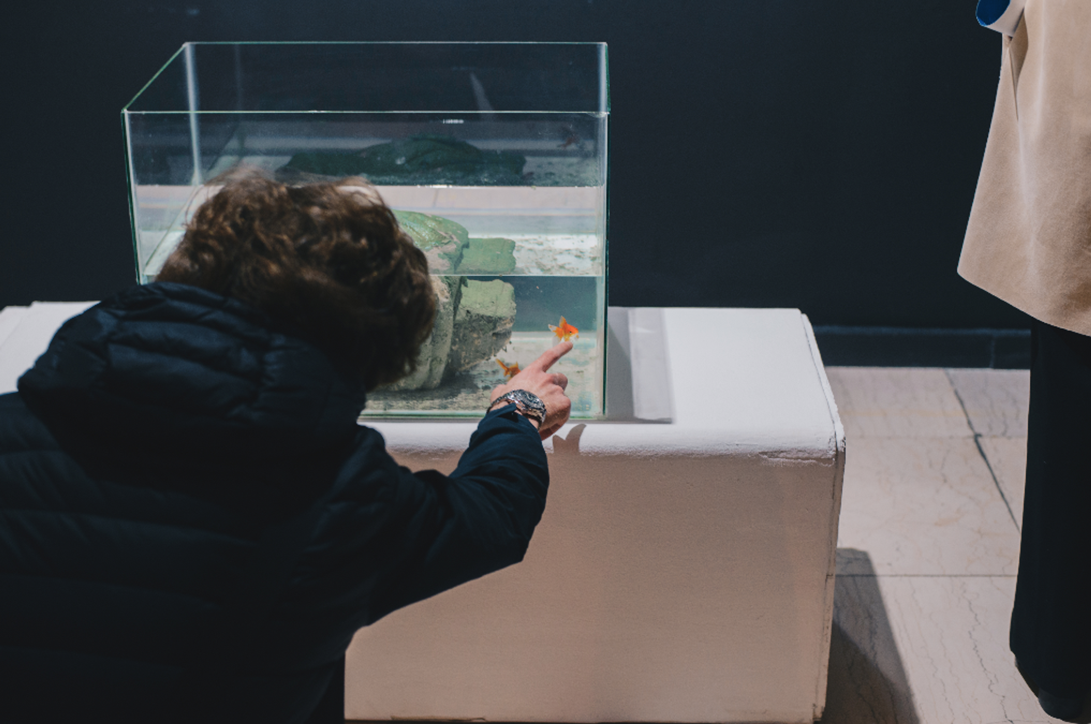 A person in a dark jacket reaching a finger into a small aquarium with goldfish.