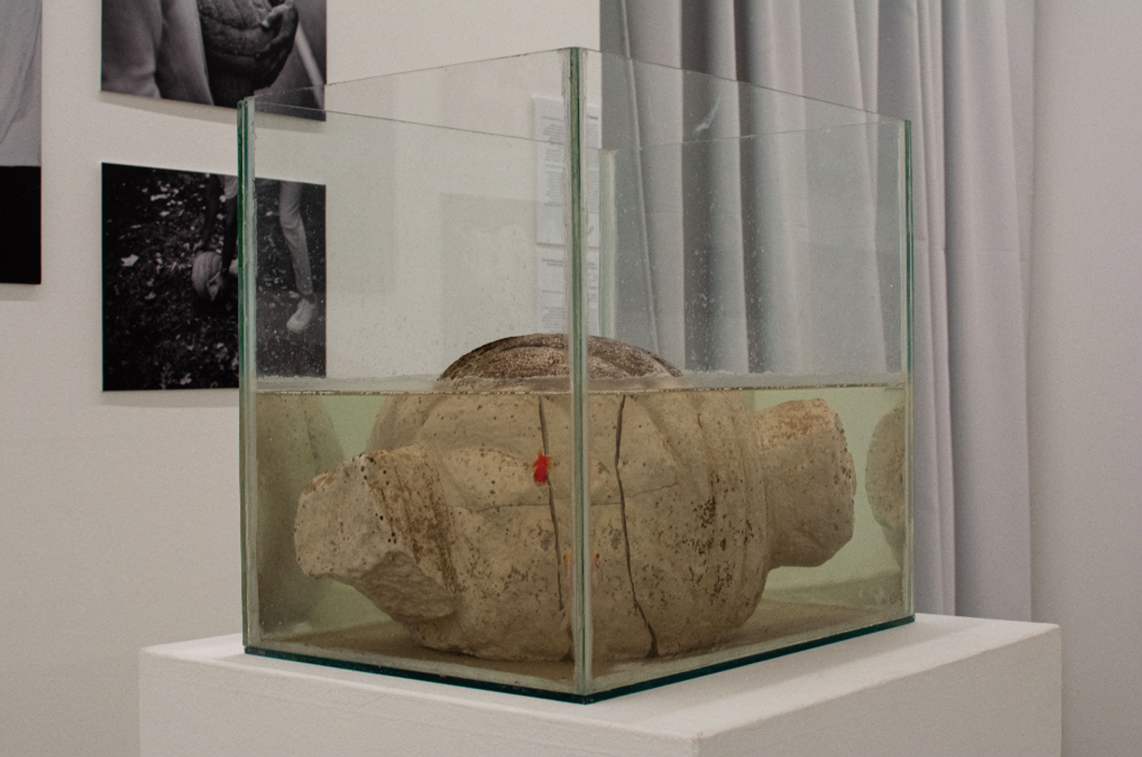 A beige textured object sits partially submerged in cloudy water within a clear glass tank displayed on a white pedestal, with black and white photos and drapes in the background.