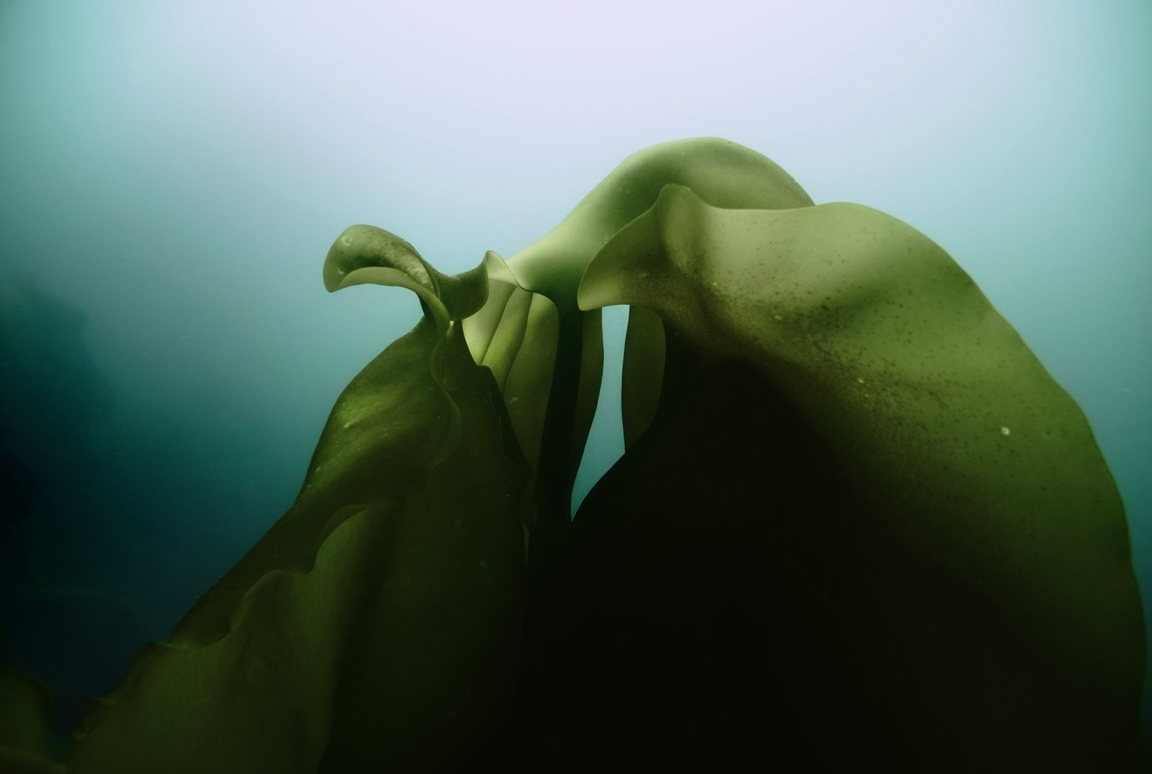 an image of a kelp leaf under the water