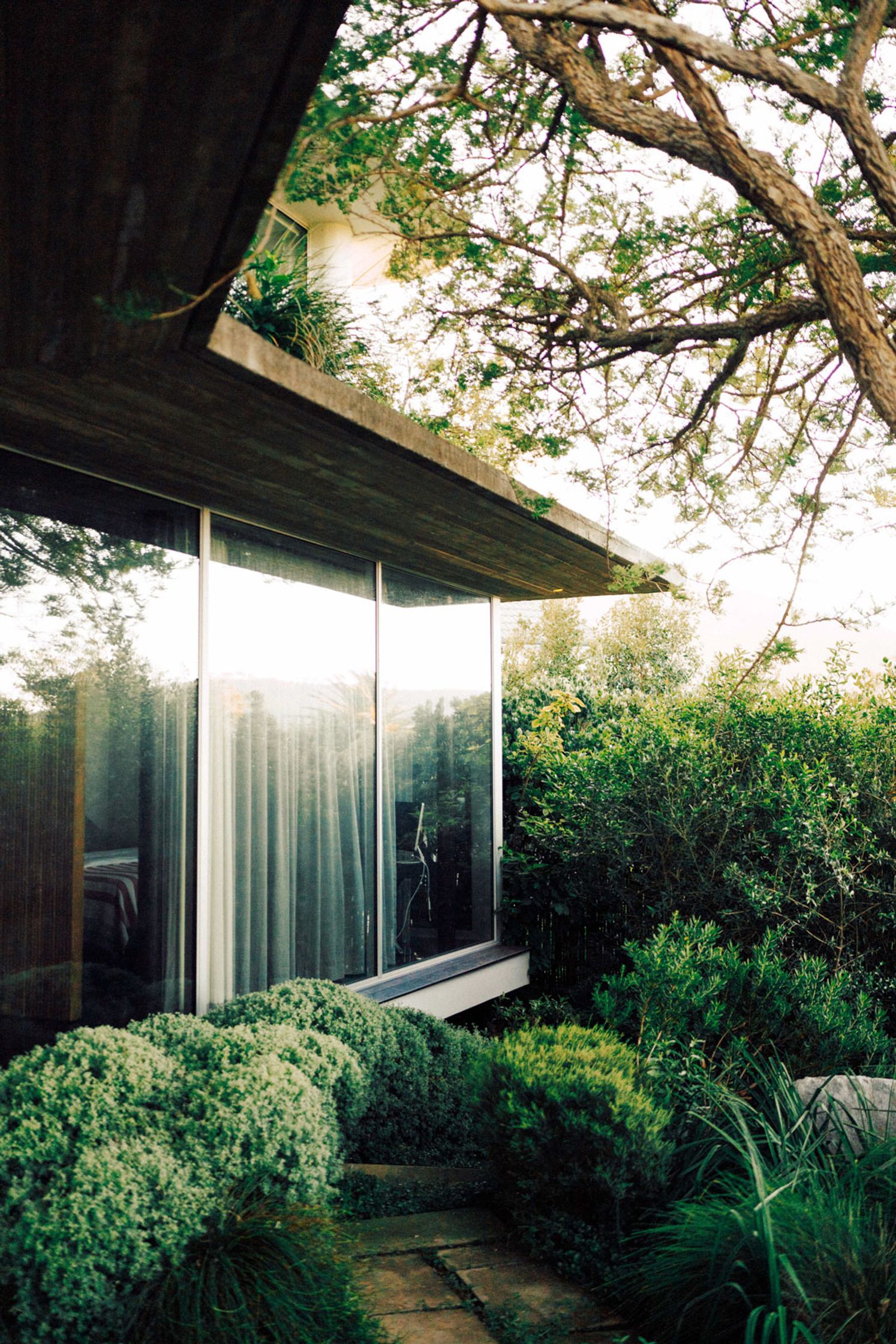 Modernistisches Glashaus mit Flachdach und Stahlrahmen, umgeben von üppiger subtropischer Vegetation, Mid-Century-Architektur Kapstadt, Lifestyle-Shoot Paul Schrader Cape Town 2024