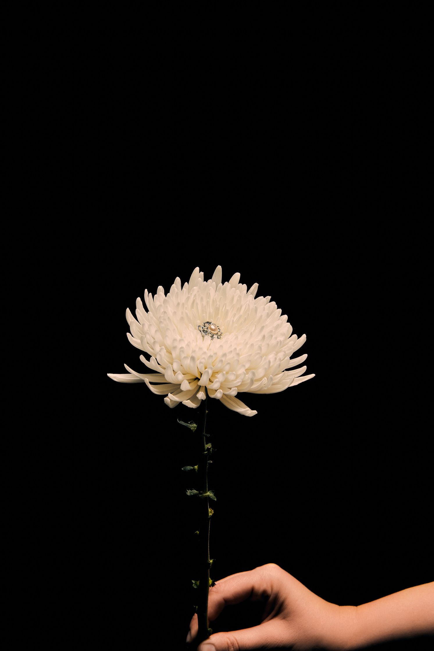 a person's hand holding a flower