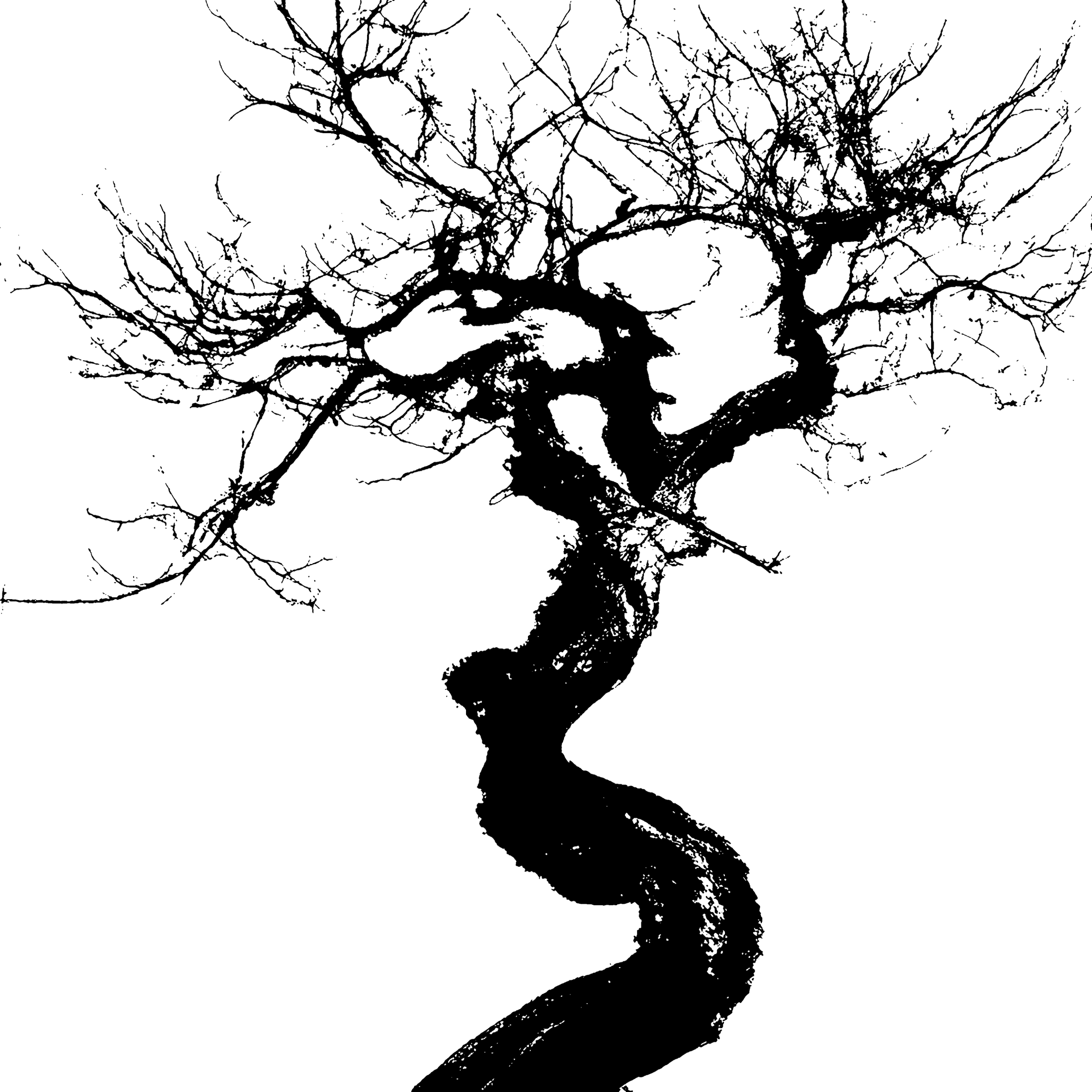 Lines instead of leaves. A tree reduced to its essence—structure, form, presence. Silence lingers in the empty branches.