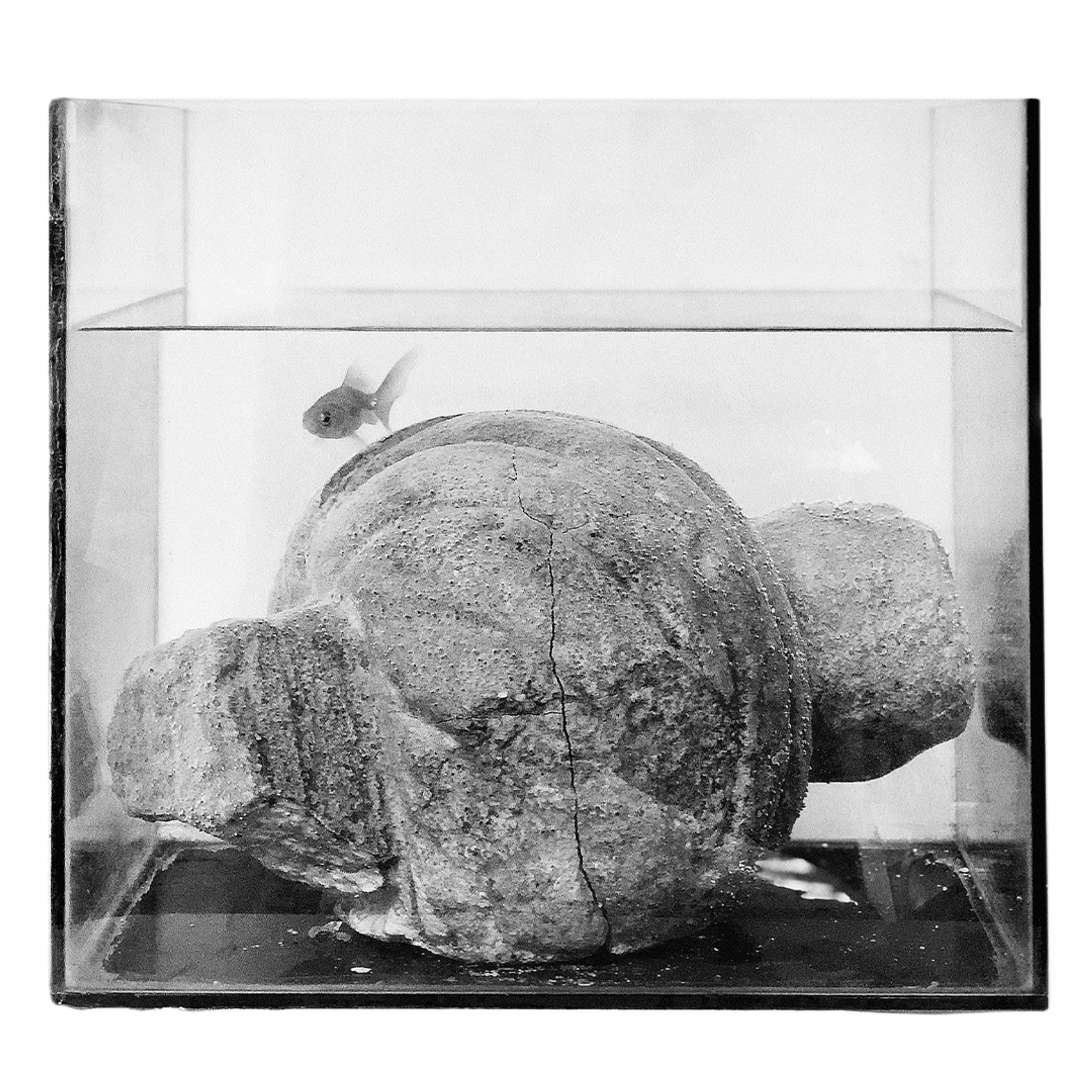 Black and white photo of a goldfish swimming above a large, textured stone in a small glass tank.