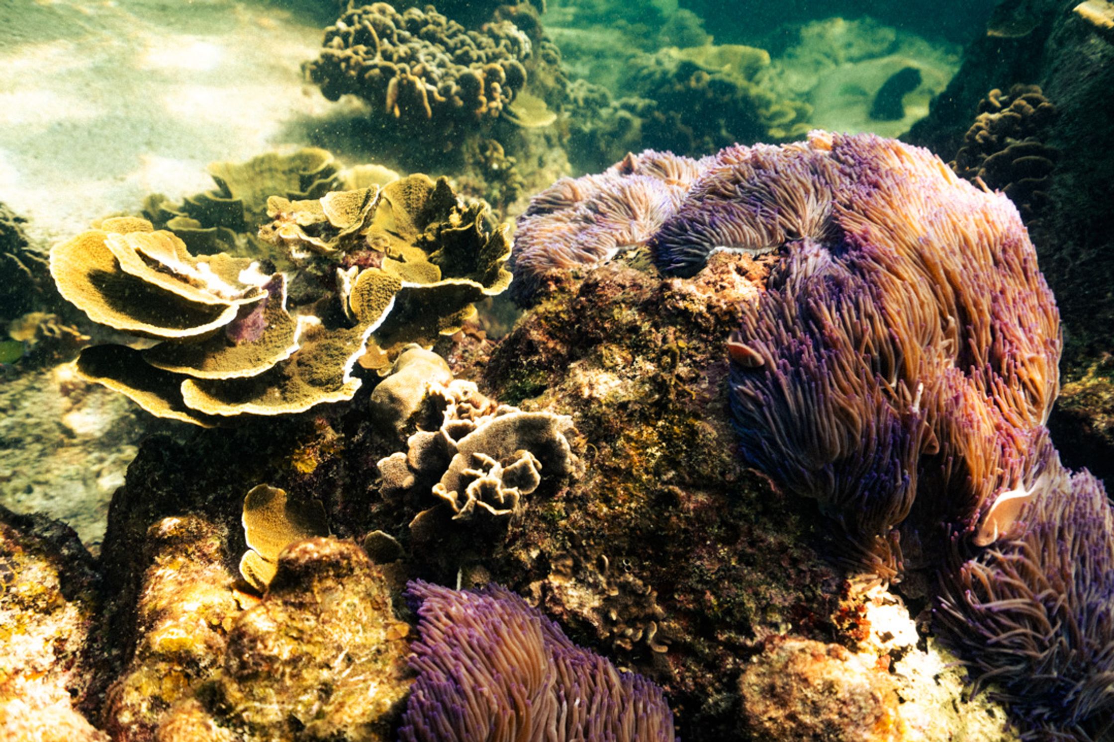 Colorful underwater view of the reef of Koh Tao.
