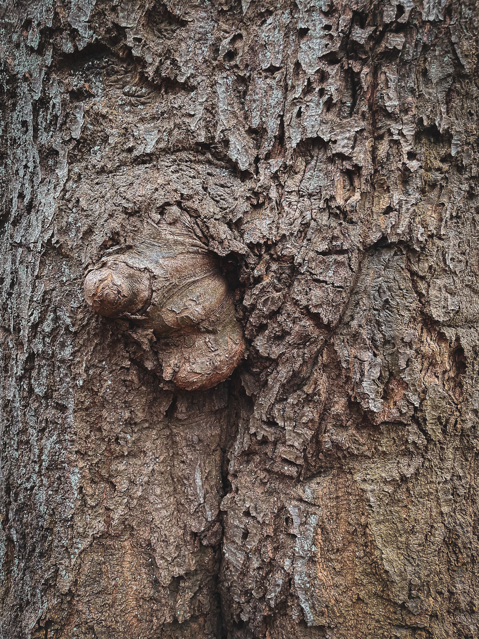 the bark of a tree looking like a male 